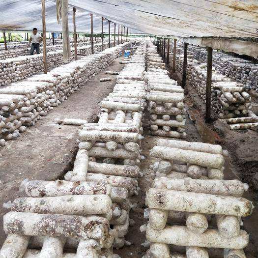 食用菌渣又叫做菌糠、菌渣